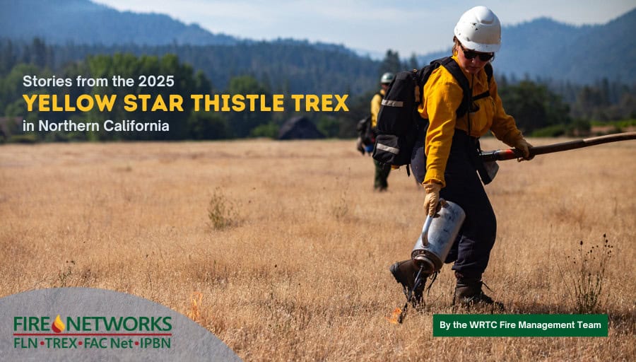 stories-from-the-2025-yellow-star-thistle-trex-in-northern-california